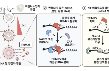 김빛내리 교수, mRNA 백신 작용기전 처음 밝혀 ‘사이언스 게재’ 
